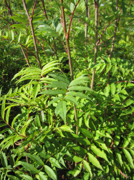 Sorbus hupehensis Rufus 1